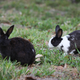 Illustration for article titled California Becomes First State to Pass Bill That Will Ban Sale of Cosmetics Tested on Animals
